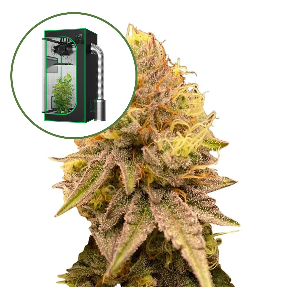 Pineapple Express Auto Platinum Indoor Grow Bundle
