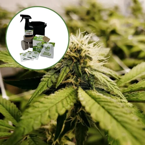 Pineapple Express x Super Lemon Haze Auto High Yield Grow Kit