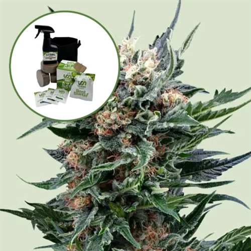 Pink Gorilla Auto High Yield Grow Kit