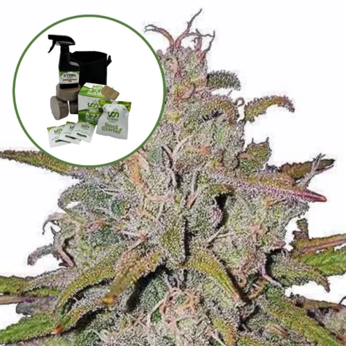 Pink Runtz Auto High Yield Grow Kit