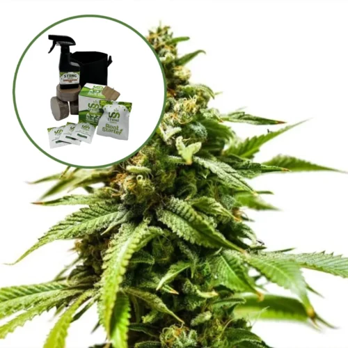 Power Punch Auto High Yield Grow Kit