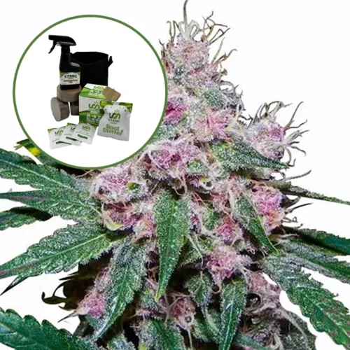 Purple Afghani Auto High Yield Grow Kit