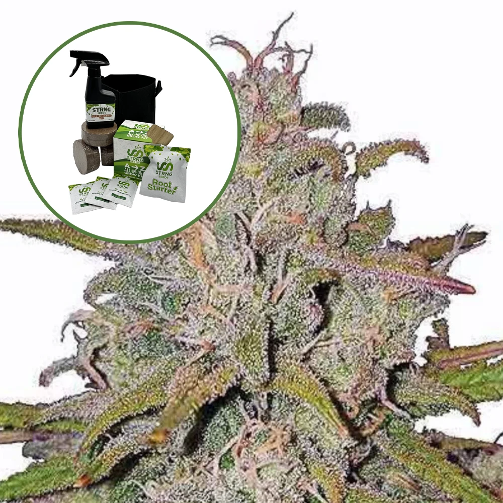 Runtz Auto High Yield Grow Kit