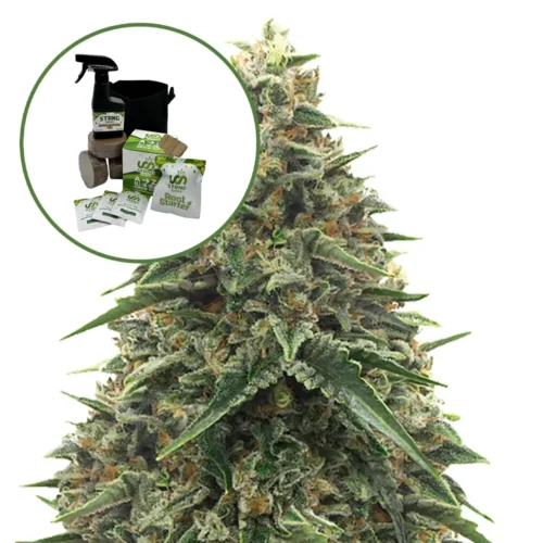 Shiatsu Kush Auto High Yield Grow Kit