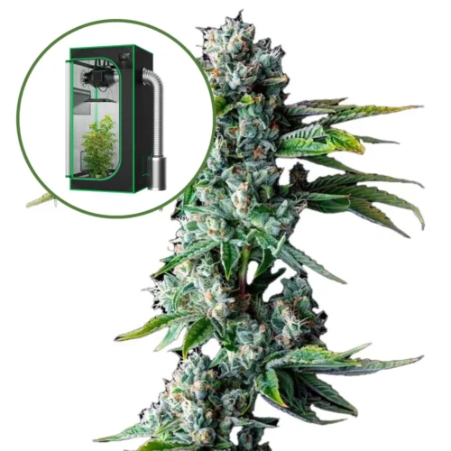 Skywalker OG Auto Platinum Indoor Grow Bundle