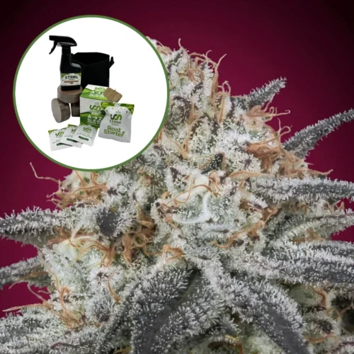 Slurricane Auto High Yield Grow Kit