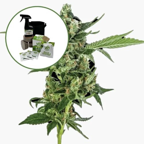 Sour Diesel Auto High Yield Grow Kit