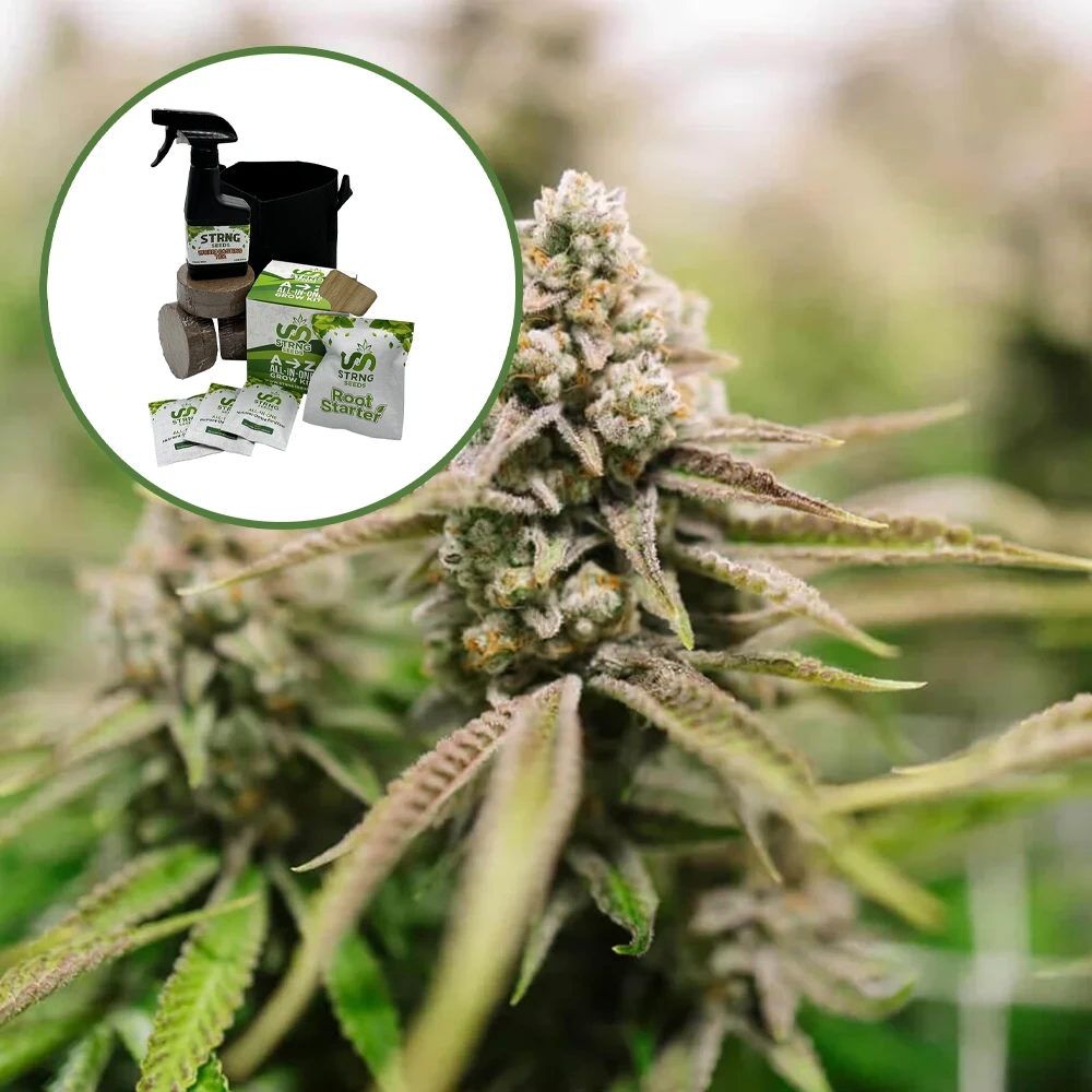 Strawberry Lemonade Auto High Yield Grow Kit