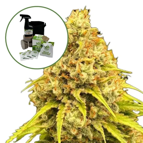 Super Lemon Haze Auto High Yield Grow Kit