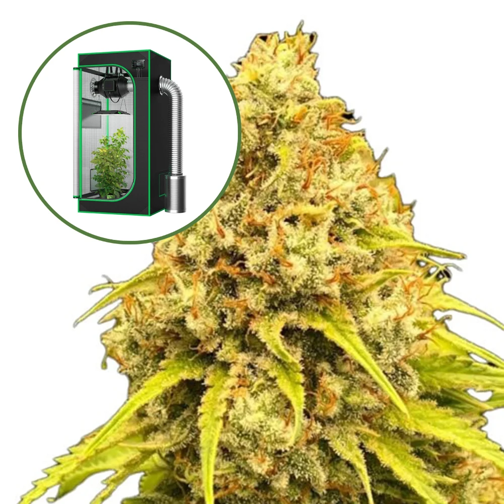 Super Lemon Haze Auto Platinum Indoor Grow Bundle