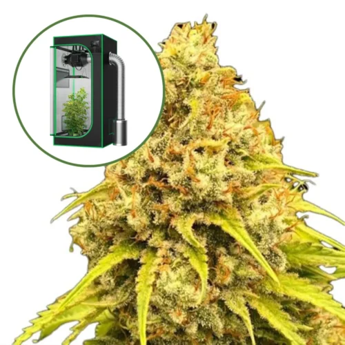 Super Lemon Haze (THCA) Auto Platinum Indoor Grow Bundle