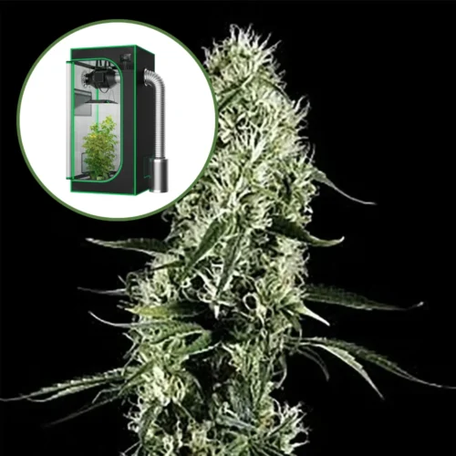 Super Silver Haze Auto Platinum Indoor Grow Bundle