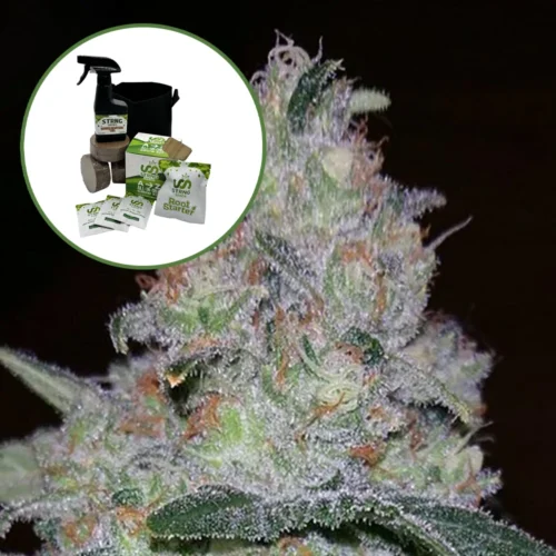 Supernova Auto High Yield Grow Kit