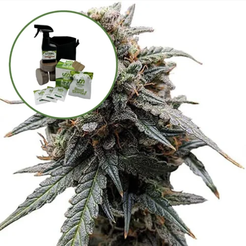 Sweet Tooth Auto High Yield Grow Kit