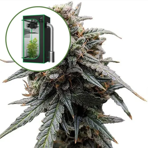 Sweet Tooth Auto Platinum Indoor Grow Bundle