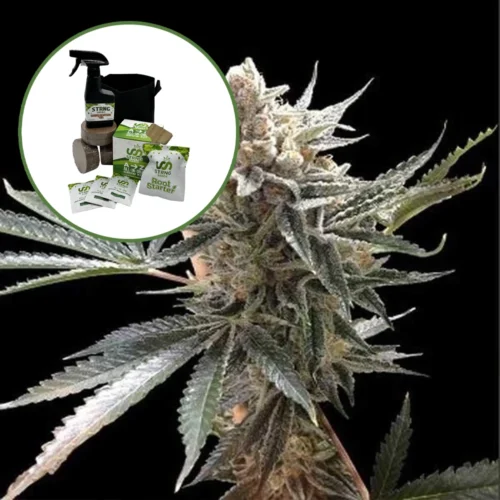 Tangie Auto High Yield Grow Kit