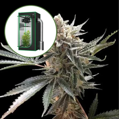 Tangie Auto Platinum Indoor Grow Bundle