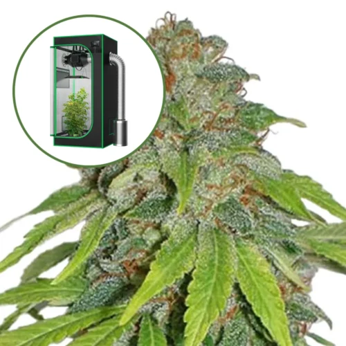 THCA Apple Jack Auto Platinum Indoor Grow Bundle