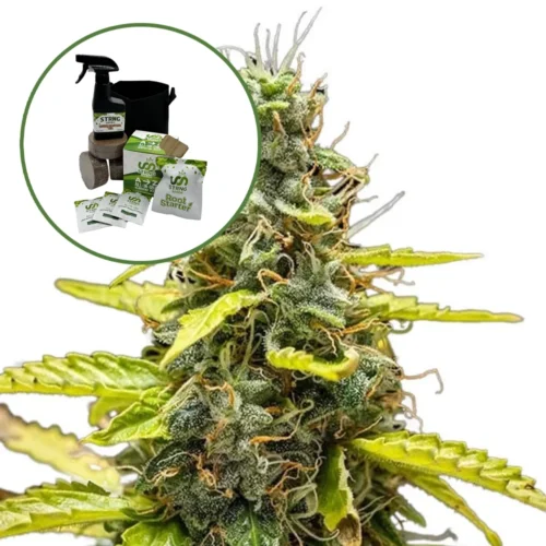 THCA Runtz Auto High Yield Grow Kit