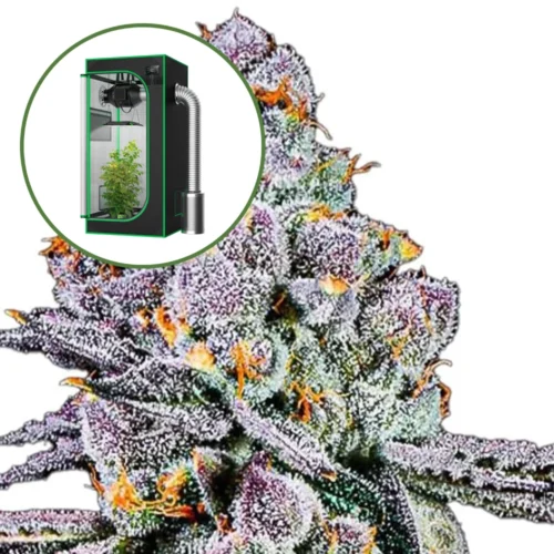 THCA Sex Panther Auto Platinum Indoor Grow Bundle