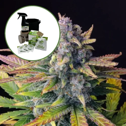 Tropicana Cookies Auto High Yield Grow Kit