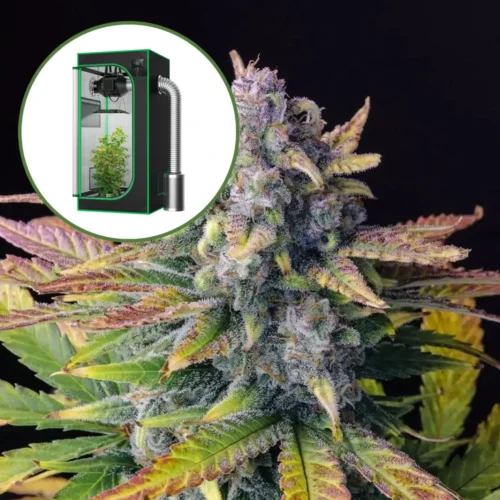 Tropicana Cookies Auto Platinum Indoor Grow Bundle