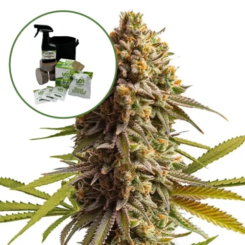 Wedding Cake Auto High Yield Grow Kit