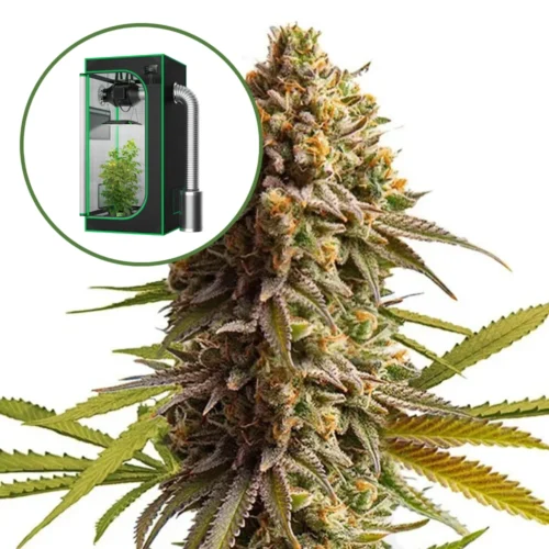 Wedding Cake Auto Platinum Indoor Grow Bundle