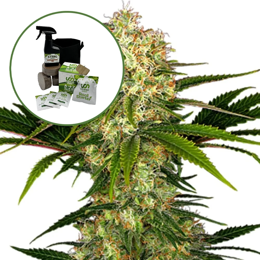 White Ice Auto High Yield Grow Kit