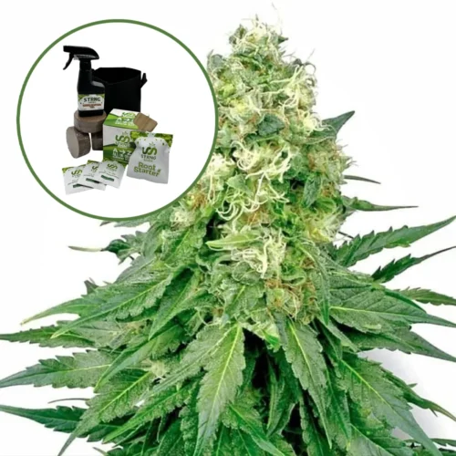 White Rhino Auto High Yield Grow Kit