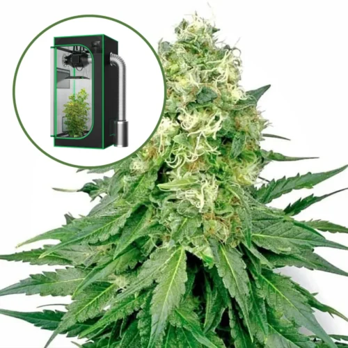 White Rhino Auto Platinum Indoor Grow Bundle