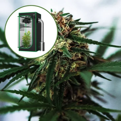 White Truffle Auto Platinum Indoor Grow Bundle