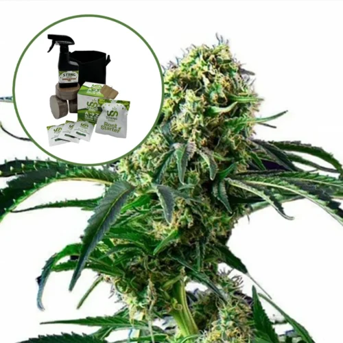 Wrecking Ball Auto High Yield Grow Kit