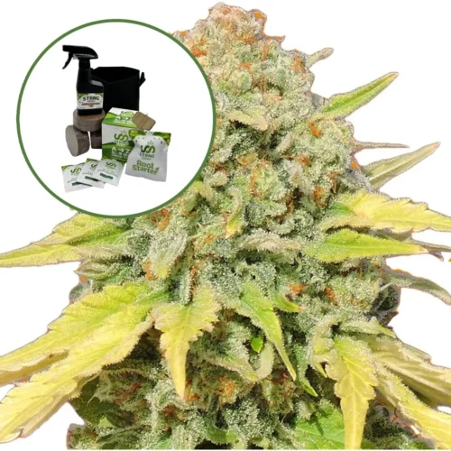 Zkittlez Auto High Yield Grow Kit